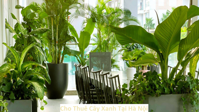 Cho Thuê Cây Xanh Tại Hà Nội