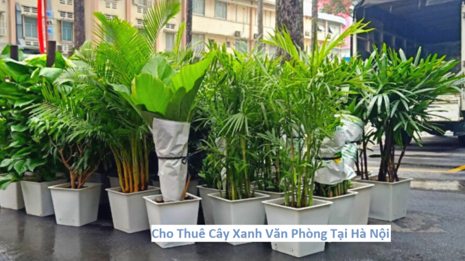 Cho Thuê Cây Xanh Văn Phòng Tại Hà Nội